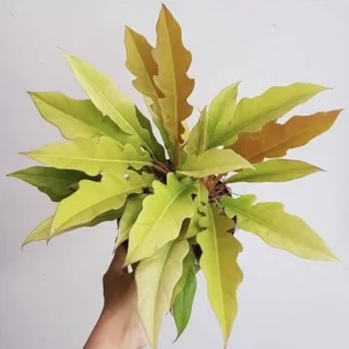 Philodendron Aurea Ring Of Fire, Golden Saw