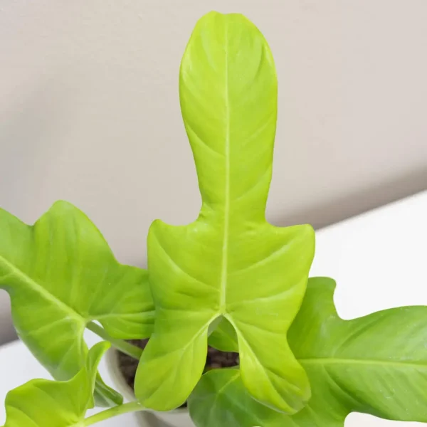 Philodendron Golden Violin, Bipennifolium Aurea- Rare - Image 2