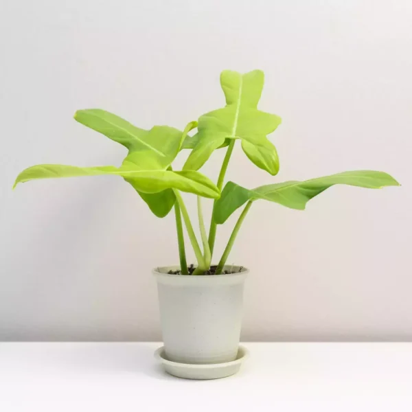 Philodendron Golden Violin, Bipennifolium Aurea- Rare - Image 3