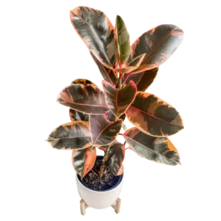 Rubber Plant Pink Variegated, Ficus Elastica 'Tineke'