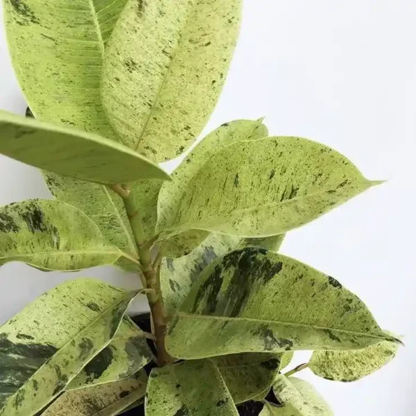 Rubber Tree, Rubber Plant, Ficus elastica (Shivereana) – Plant - Image 2