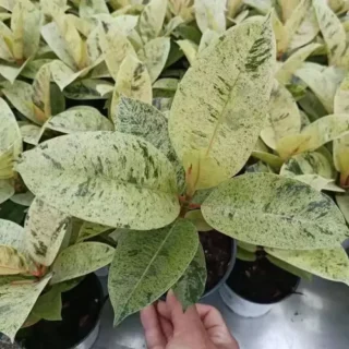 Rubber Tree, Rubber Plant, Ficus elastica (Shivereana) – Plant