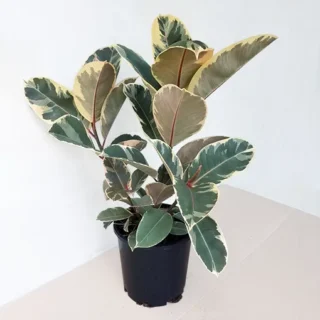 Ficus Elastica Tineke, Rubber Plant White Variegated