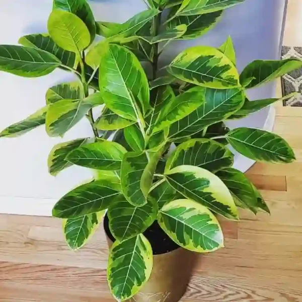 FICUS ALTISSIMA PLANT - Image 2