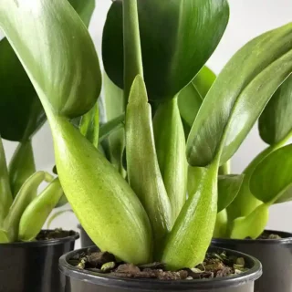 Philodendron Martianum Fatboy - Rare