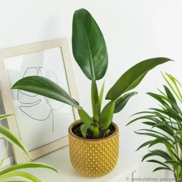 Philodendron Martianum Fatboy - Rare - Image 3