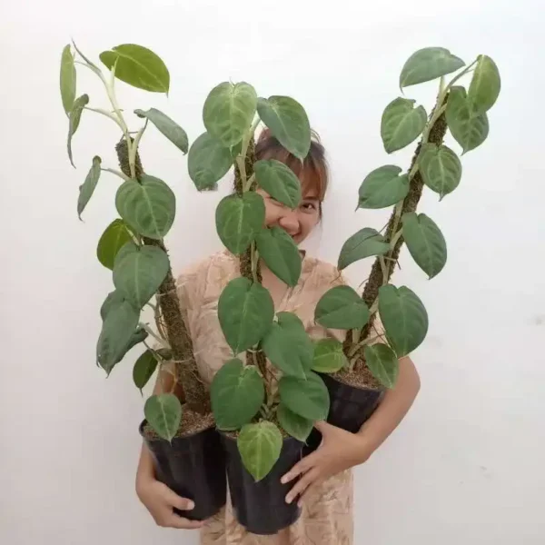 Syngonium Macrophyllum Frosted Heart - Rare - Image 2