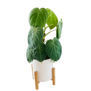 Syngonium Macrophyllum Frosted Heart - Rare