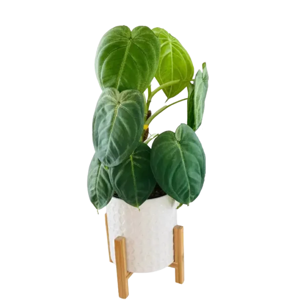 Syngonium Macrophyllum Frosted Heart - Rare