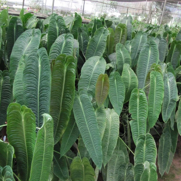 Anthurium Veitchii, King Anthurium - Rare - Image 2