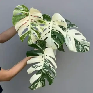Monstera Albo - Rare