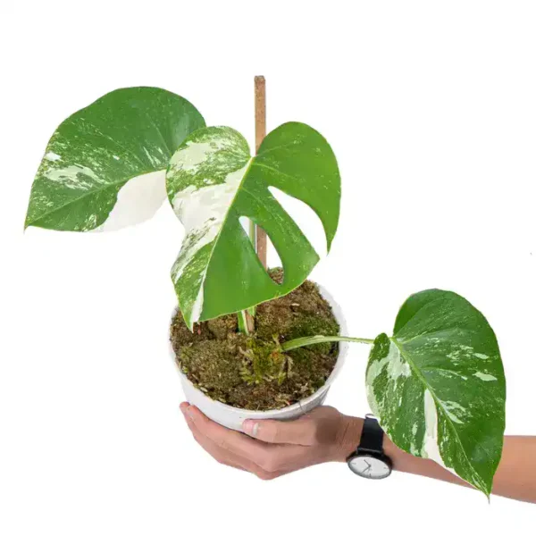 Monstera Albo - Rare - Image 2