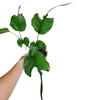 EPIPREMNUM SKELETON KEY - Rare Plant
