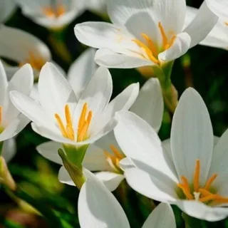 Rain Lily White/Pink Mixed (Zephyranthes Candida)