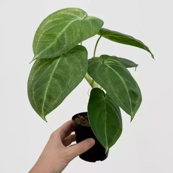 Syngonium Macrophyllum Frosted Heart - Rare - Image 3