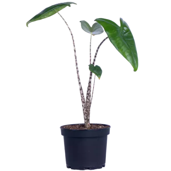 Alocasia Zebrina Elephant Ear - Image 3