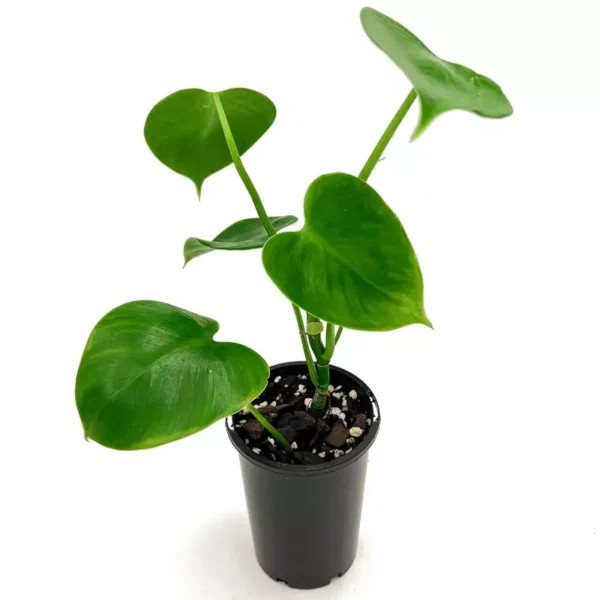 Philodendron Microstictum - Image 3
