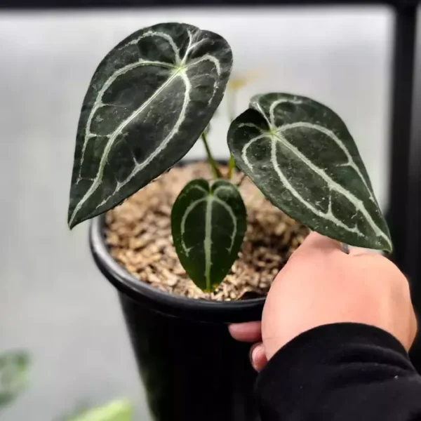 ANTHURIUM FORGETII - Rare - Image 3