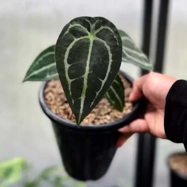 ANTHURIUM FORGETII - Rare - Image 2
