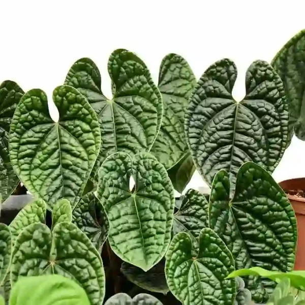 Anthurium Luxurians - Rare Plant - Image 2
