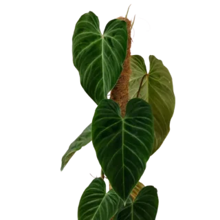 Philodendron 'Splendid' (melanochrysum x verrucosum)- Rare