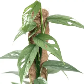 Epipremnum Pinnatum Cebu Blue - Rare