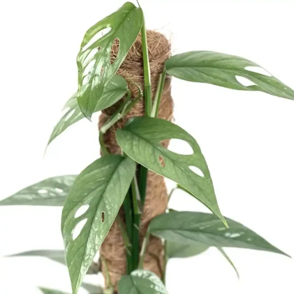 Epipremnum Pinnatum Cebu Blue - Rare