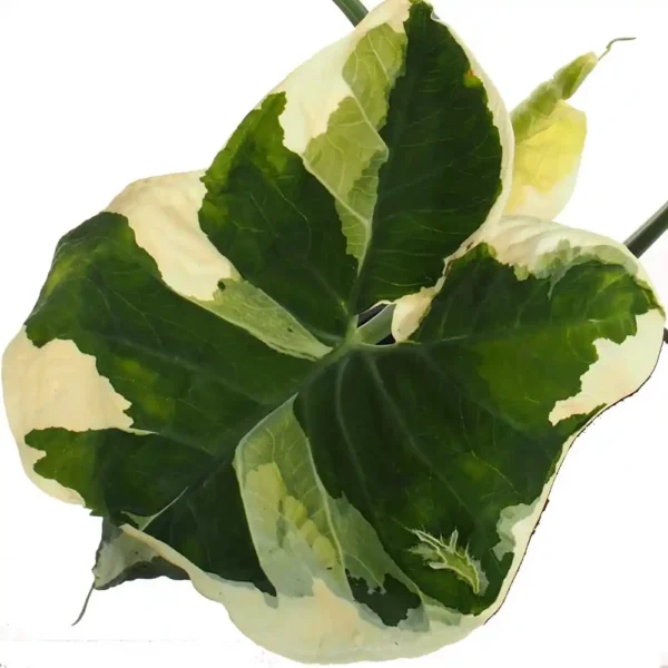 Alocasia Xanthosoma Mickey Mouse - Super Rare - Image 2