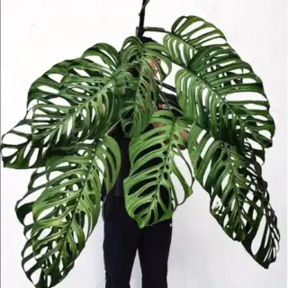 Monstera Esqueleto, Epipremnoides - Big