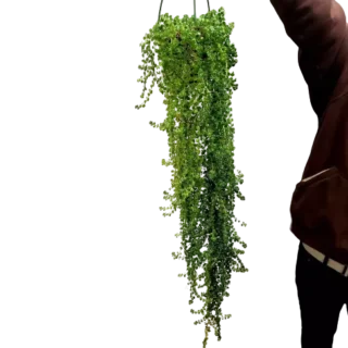 Pilea Depressa, Baby Tears, Soleirolia Soleirolii