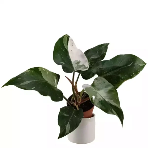 Philodendron White Princess - Rare - Image 3
