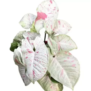 Syngonium Milk Confetti- Rare