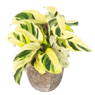 Calathea Yellow Fusion Thai Beauty