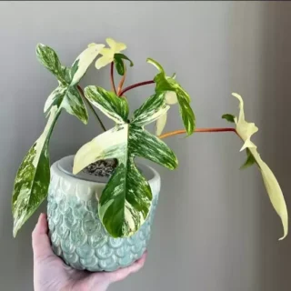 Philodendron 'Florida Beauty'- Rare plant