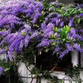 Petrea Racemosa, Sandpaper Vine, Volubilis, Purple Wrath Plant