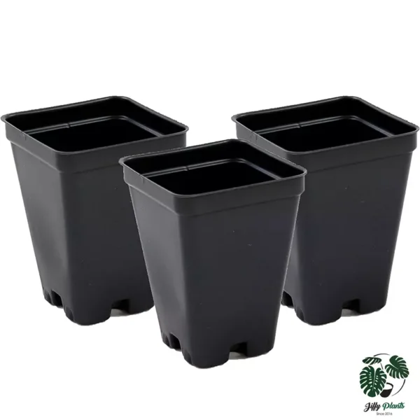 2.5 inch Square Black Pot - Image 3