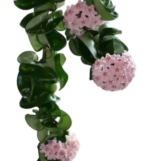 Hoya Carnosa Compacta 'Hindu Rope'- Rare Plant