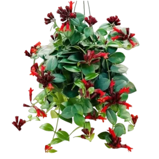 Red Lipstick Plant Mona Lisa