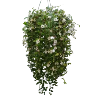 White flower lipstick plant | Myra lipstick | CODONANTHE GRACILIS