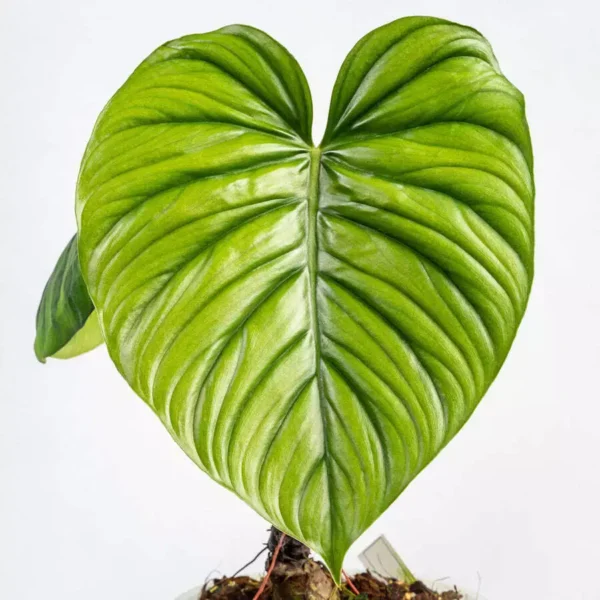Philodendron sp Colombia - Rare Plant - Image 2