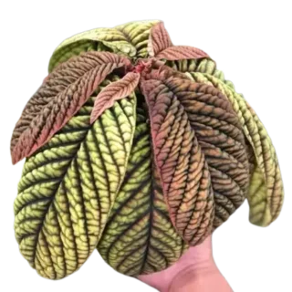 Ardisia sp Vietnam- Rare Plant