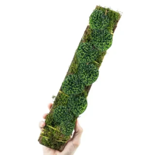 SCINDAPSUS SNAKE SCALE- Rare Plant