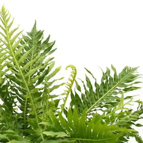 Tree Fern, Silver Lady Fern - Plant - Image 2
