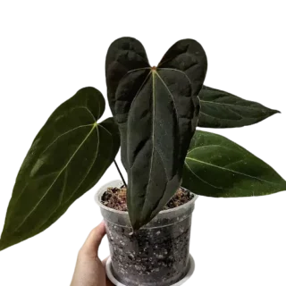 Anthurium Papillilaminum Hybrid-Rare Plant