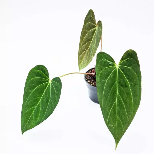 Anthurium Papillilaminum Hybrid-Rare Plant - Image 2