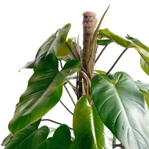 Philodendron Emerald Duke, Philodendron Erubescens - Image 2