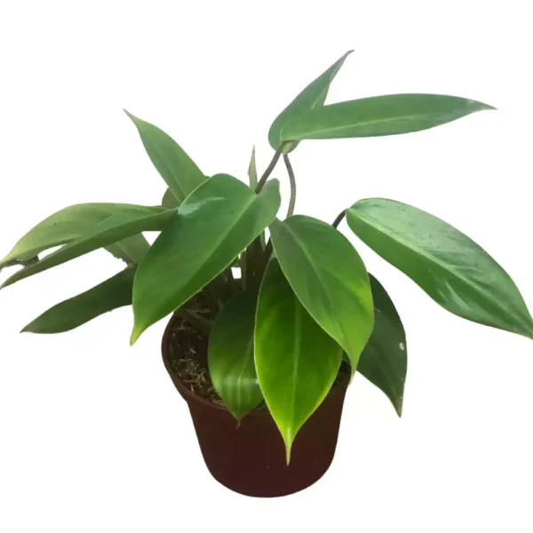 Philodendron Lush Temptation - Image 3