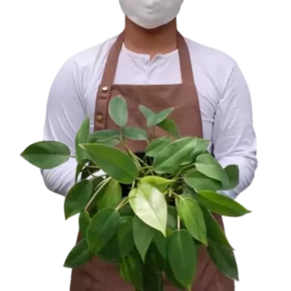 Philodendron Lush Temptation