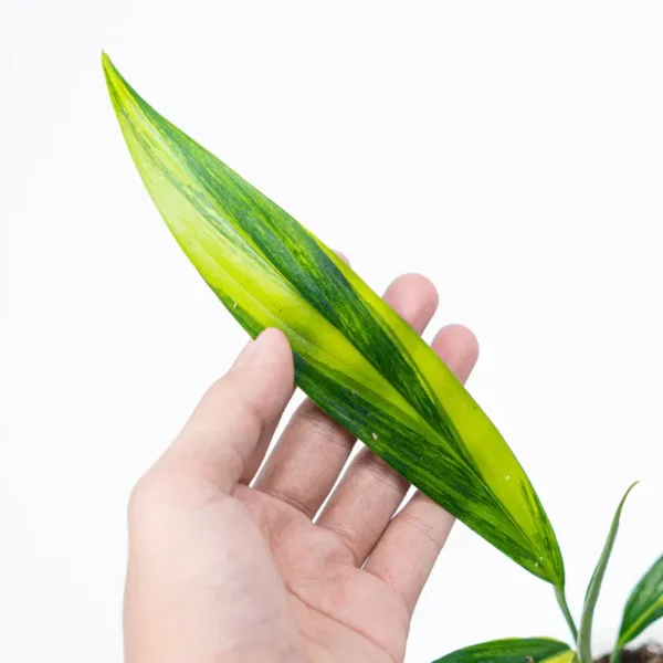 EPIPREMNUM AMPLISSIMUM AUREA VARIEGATED- Big Plant - Image 2