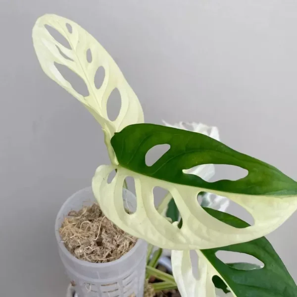 Monstera Adansonii Albo Variegated - Rare - Image 2
